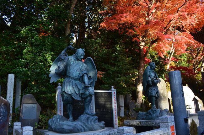 11月の下旬の勤労感謝の日の前後に、毎年高尾山の紅葉を見に行っていますが、今年も行ってきました。<br />数年前にミシュランガイドの3ツ星になって以来、年々観光客が増えていますが、紅葉のこの時期は特にすごいんです。<br />10時を過ぎるとケーブルカーやリフトは1時間から90分待ちは当たり前。<br />これでは待っているあいだに、歩いて登れば山頂に着いてしまいますよね。<br />そんなわけで自宅を6時10分に出発し、まだすいている7時45分に登り始めて、今日は奥高尾まで行って、帰りに高幡不動に寄って、最後は昭和記念公園の紅葉を見に行こう。<br />そんな1日の予定を組んでいましたが、高幡不動の紅葉が思いのほか綺麗で、ここで満足して昭和記念公園はパス。<br />天気も良くて、紅葉も例年よりもきれいに色づいていて大満足な一日でした。