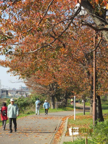 柏の葉公園・紅葉・2013年11月