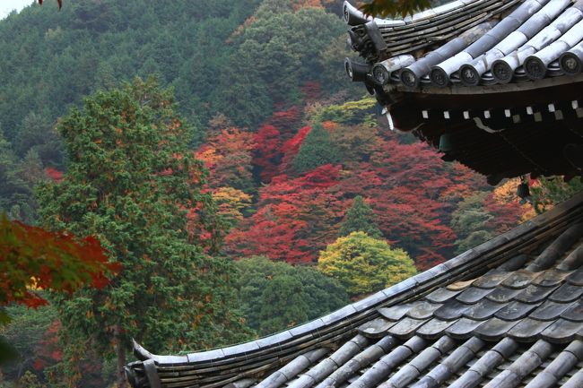 ♪　お気に入りの秋　♪<br />京都　西山　善峰寺<br />境内地３万坪（10万?）<br />京都が眼下に見える回遊式庭園<br />紅葉見頃の時期でも広〜ぃので混みあっても大丈夫。<br />上りは少々きついですが頑張って上まで行けば素敵な景色が広がっています。<br /><br />