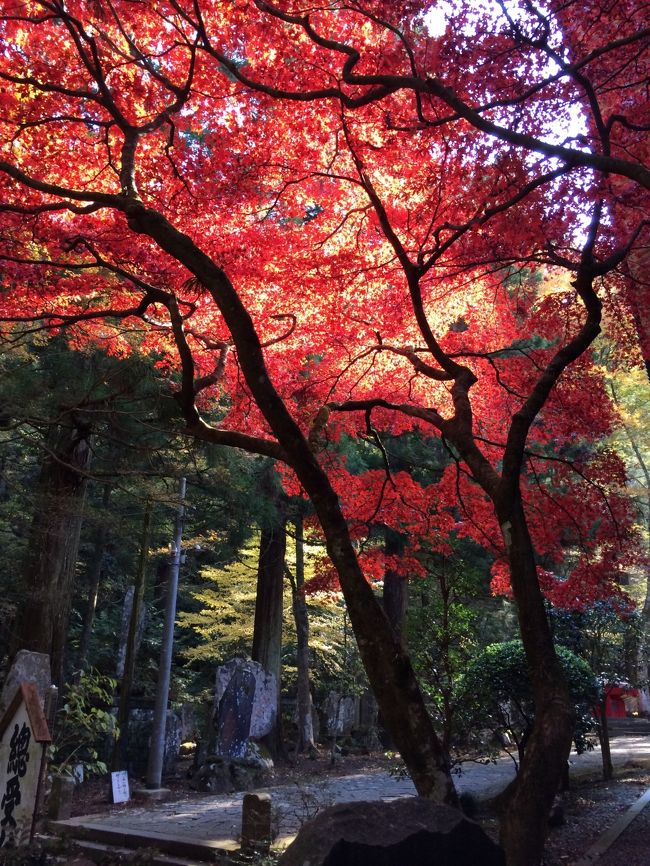 紅葉の季節<br /><br />近くのお寺に散策に出かけます。<br /><br /><br />杉並木を抜け～<br /><br />シーンとした静かなお寺です。