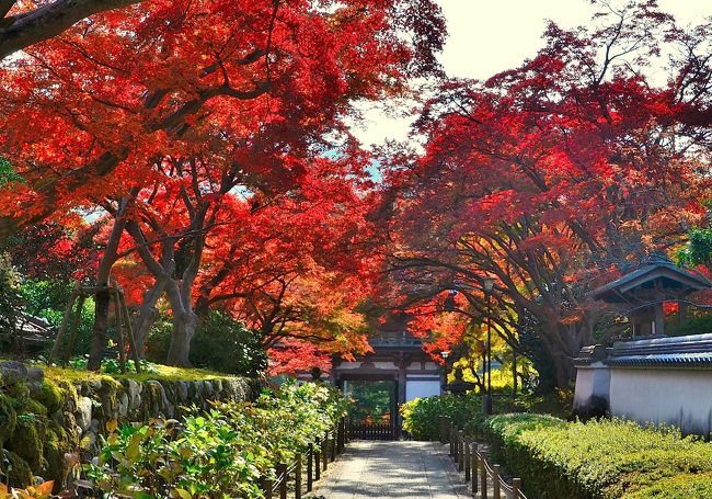 今回は「紅葉＝京都」という呪縛から逃れ、趣向を変えて大阪府にある紅葉の名所を巡ってみました。北摂では「箕面大滝」も有名ですが、もうひとつの名所「久安寺」を訪ねてみました。関西花の寺２５霊場第１２番「花の寺」でもあり、境内は四季を通じて見事な花模様を披露する極楽浄土となっています。紅葉の季節に参道が真紅に燃え立つ回廊となる様は、筆舌に尽くし難いほどです。パンフレットには、「この庭に身をおくことで御身に仏法の花が咲きます」と謳われています。<br />北摂 池田市に伽藍を構える久安寺は、高野山真言宗の寺にして大澤山との山号を称し、悠久の昔から歴史を称えた古刹です。『伽藍開基記』によると、７２５年に聖武天皇の勅願により、光明を放ちながら沢から出現した千手観音菩薩を本尊として行基が開創。その後、天長年間に空海が真言密教の道場として中興。１１４５年（久安元年）には近衛天皇の勅願により賢実上人が楼門、堂塔伽藍、４９院などを再興し、真言密教道場として栄えた安養院を前身に久安寺と改称しました。安土桃山時代には、豊臣秀吉が参拝の折に月見茶会を開いて三光神を祀ったと伝えられ、江戸時代中期には歌人 平間長雅が移り住んで観音信仰を広めるなど衰退を繰り返す中で法灯を護持してきました。昭和興隆事業により、梵字をイメージした「ア字山」と「バン字池」からなる広く美しい庭園「虚空園＝曼陀羅の庭」が配されています。今では、北摂の名所として定着し、四季を通じて草花木が楽しめる「花の寺」として人気を博しています。 <br />