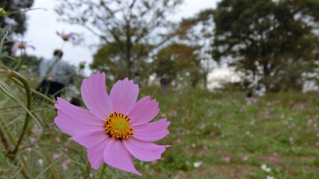 おなじみの「こどもを連れて電車で日帰り小旅行　昭和記念公園」<br /><br />この公園は　とにかく広い<br />そして何がテーマがよくわからないが<br />なんでもありで、こどもたちがたのしめるようになっている<br /><br />伊豆稲取の細野高原のすすきのように「自然の絶景」<br />といったものはないものの、都会の喧騒を忘れさせる<br />ひとときがある、というカンジ。<br /><br />紅葉も、すすきも、コスモスもうつくしいし<br />こどもも　おとなも　たのしむことができました。