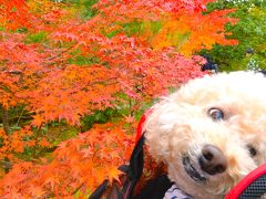 紅葉だよ、しょーきちさん　京の貴船・鷹峯・高雄・南禅寺を巡る