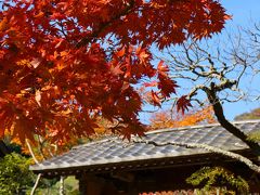 ２０１３年　鎌倉の紅葉♪（円覚寺、海蔵寺、寿福寺）