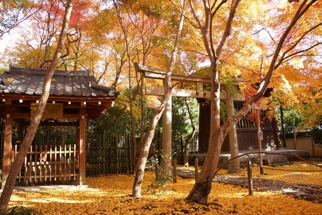 「そうだ京都行こう」のCMに昨年起用されていた、京都市左京区に<br />ある蓮華寺へ紅葉狩りへ行ってきました☆<br />http://souda-kyoto.jp/travel/spot/spot.html?spot_seq=0000324<br /><br />ほぼ毎年京都へ桜か紅葉を見に行っていますが、人が多すぎず<br />良かったです（＾＾）<br /><br />本当は蓮華寺→ご飯→高台寺ライトアップの予定でしたが、<br />高台寺はライトアップの入場に長蛇の列が出来ており、相方に<br />1時間半も並べないと言われ断念(◎_◎;)<br /><br />今後行く方の参考になれば嬉しいです(*≧ω≦)ノ
