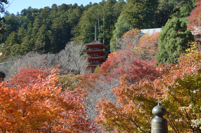 快晴の１１月２３日　奈良県桜井市の西国３３カ所霊場第８番札所の長谷寺へお参りに行ってきました。雲一つない快晴で山々の紅葉も見事でした。牡丹、紫陽花も素晴らしいですが紅葉に囲まれた五重塔も豪華絢爛でした。三方を山に囲まれた桜井市初瀬は観音信仰の門前町として栄えてきました。長谷寺はかっては初瀬寺、泊瀬寺と称したこともありました。万葉集に”隠国の初瀬山”と詠まれたり、古今集や源氏物語にも長谷寺の城域は観音菩薩の聖域として崇められていました。起源は６８６年に道明上人が天武天皇の病気平癒を祈願し本長谷寺の地に国宝の銅板法華説相図（千仏多宝仏塔）を安置したのが始まりとされています。その後７２７年徳道上人が十一面観世音菩薩を安置して西国観音霊場としました。