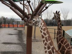 旭山動物園♪今度は空飛ぶカバ♪きりん舎・かば館オープンだよ～