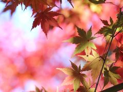 今年は当たり年の森林公園の紅葉散策（前編）今年は一段と濃ゆい紅葉を途中までマクロレンズでがんばった駅前サイクリングコースから日本庭園を経て野草コースまで