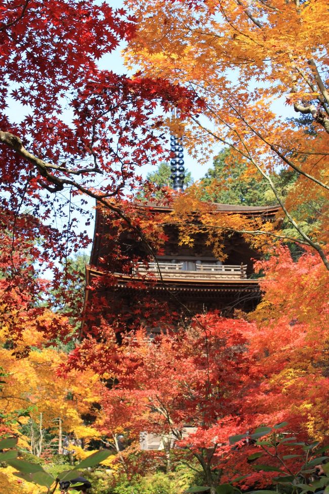 ツアー会社からの案内メールで<br />1週間後に出発する紅葉めぐりの日帰り旅行の案内が届きました。<br />今年の紅葉は例年より少し遅れ、ちょうど紅葉の見ごろにあたっており、しかも週間天気予報は晴れ。<br />これは行くしかないと即、申し込んで行ってきました。<br />今回訪れた場所は4つのお寺で、湖東三山の<br />①.天下遠望の名園の紅葉と眺望で有名な百済寺<br />②.血染めの紅葉で有名な金剛輪寺<br />③.紅葉と四季桜のコントラストがきれいな西明寺<br />それと湖北にある<br />④.境内を埋める約200本のモミジの古木で有名な鶏足寺(旧飯福寺)<br />です。<br />幸いなことに天気予報も当たり、紅葉もとてもきれいでした。<br />この美しさを皆さん方に見ていただきたく投稿します。
