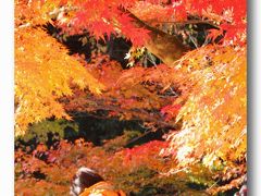 Solitary Journey ［1291］ 特別史跡「旧閑谷学校」で紅葉狩り～紅葉観賞編～＜岡山県閑谷・兵庫県龍野への車旅＞岡山県備前市