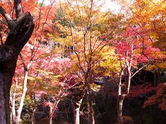 圓光寺　秋晴れの庭の紅葉