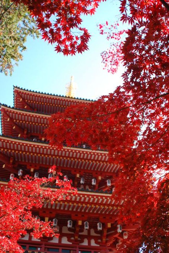 ひとり紅葉狩り部    高幡不動の紅葉 に ほうとう。