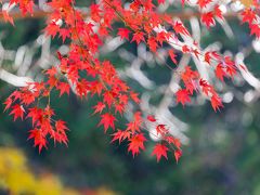 神戸森林植物園の紅葉