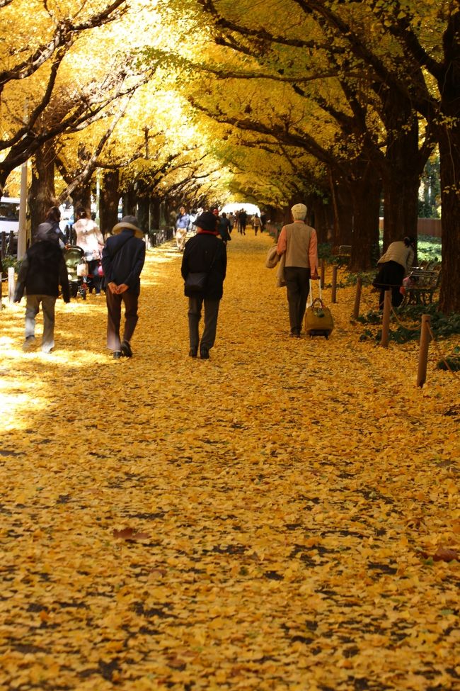 ２５日に前線の通過で、東京も強風と雨。<br />外苑のイチョウ並木も大分葉っぱが落ちて<br />黄色の絨毯と思い外苑から赤坂見附・永田町・三宅坂<br />皇居・東京駅まで散歩しながら東京の紅葉を楽しみました。