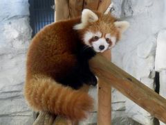 晩秋のレッサーパンダ紀行【９】 とべ動物園　レッサーパンダ優希君＆アフリカゾウ砥愛ちゃん 超絶に可愛い今年生まれの２大アイドルに会ってきました！！