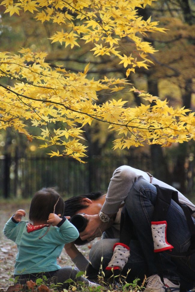 今年2013年は急激に寒くなったので、毎朝ぶるぶる震えながら期待していました。<br />この分なら、紅葉がきれいなのではないかと。<br />バンザーイ！！<br />今年は紅葉当たり年と言える素晴らしさでした。もちろん、森林公園も！！<br /><br />森林公園といっても、園内のすべての木が色が変わるわけでないです。<br />でも、あちこちにさわやかな黄葉が見え隠れして、園内全体はまさしく宝石がちりばめられたようでした。<br /><br />日本庭園に続き、次の紅葉スポットは渓流広場のオオモミジとカエデ園です。<br />紅葉撮影には理想の秋晴れ。<br />森林の合間からきらきらと差し込む太陽の光。<br />先週末に昭和記念公園オフ会でKittyさんから教わった光芒を出す方法を試さずにはいられませんでした。<br />でも、クロスフィルターも使っちゃいました。<br /><br />時間配分には気をつけて、さまざまな紅葉・黄葉の木が集められたカエデ園には、なんとか午後３時には到着して、１時間以上過ごすことができました。<br />見事な打ち掛けを広げたような木があちこちにあること、あること！！<br /><br />16時すぎからカエデ園内では、近くの高校の美術部のアート行灯に明かりがついて、さらにムードが出ましたが、残念ながら駅前のレンタル自転車でやって来ているので、17時までに駅前に戻らなくてはなりませんでした。<br />でも、都市緑化公園前のイルミネーションまでは見てこれました。<br />都市緑化公園前のイルミネーションは、イルミネーションだけで集客できるところには及ばないけれど、年々少しずつ凝ってきているように思います。<br /><br />帰りは園内を南口まで回っているとアップダウンのあるコースをぐるぐる迂回することになるので、中央口から出ました。<br />「紅葉見ナイト」の季節なので、中央口広場はイルミネーションもあれば食べ物屋台も出ていて、常よりもにぎわっていました。<br />このまま去らねばならないのが、非常に残念でした。<br /><br />＜2013年度の森林公園の旅行記のシリーズ構成＞<br />□（前編）今年は一段と濃ゆい紅葉を途中までマクロレンズでがんばった駅前サイクリングコースから日本庭園を経て野草コースまで<br />■（後編）あちこちに黄金がちりばめられた森林コース＆深紅・朱色・黄色と見事なカエデ園<br /><br />森林公園の園公式サイト<br />http://www.showakinenpark.go.jp/<br /><br />＜タイムメモ＞<br />09:30　家を出る<br />09:45　森林公園駅に到着<br />09:45〜11:00　紅葉を愛でながら駅前サイクリングコース<br />11:05　南口から森林公園に入園<br />11:05〜12:20　南口広場と日本庭園の紅葉・黄葉<br />12:25〜13:30　野草コースで野花と黄葉を愛でる<br />14:10〜14:45　渓流広場のオオモミジ<br />14:55〜16:05　カエデ園<br />16:05〜16:20　都市緑化公園と展示棟で買い物<br />16:25　中央口から森林公園を出る<br />16:55　森林公園駅に戻る<br /><br />ちなみに、後半のこの旅行記では、マクロレンズは使わず、いつもの広角ズームレンズ18-270mmでチャレンジしました。<br />去年は人が切れるまで待てず、逆にマクロレンズで大きな紅葉・黄葉の木の一部しか取り込めない方が、かえって人が入らない写真になってちょうどよいと思いました。<br />でも今回は、紅葉を楽しむ人たちも、紅葉写真としてうるさくならない程度ならファインダーの中に入っても構わないという心境でした。<br />それに、混雑しているだろうと危惧したわりには、広角でも人が切れた瞬間が思ったより狙えました。<br /><br />関連の旅行記（2012年11月25日）<br />「今年はマクロレンズ一本でチャレンジした森林公園の紅葉DAY（1）駅前サイクリングコース〜南口広場と天皇行幸記念植樹のケヤキ」<br />http://4travel.jp/traveler/traveler-mami/album/10729300/<br />「今年はマクロレンズ一本でチャレンジした森林公園の紅葉DAY（2）金色と朱色の日本庭園〜キチジョウソウのある晩秋の野草コース」<br />http://4travel.jp/traveler/traveler-mami/album/10729620<br />「今年はマクロレンズ一本でチャレンジした森林公園の紅葉DAY（3）日が翳ってしまったハイライトのカエデ園は艶めきが増し」<br />http://4travel.jp/traveler/traveler-mami/album/10729757/<br />