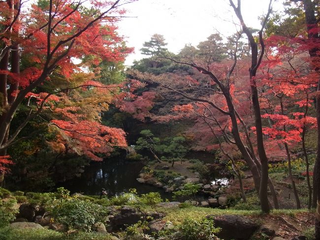 嵐の翌日、アラ還3人で近場の紅葉狩りに。<br />昨日の強風で葉っぱがみんな落ちちゃったかも！<br />しかし、あの風にもめげず、まだまだしっかり紅葉を見せてくれました。<br />東欧旅行から帰ったばかりの友人がしみじみ言いました。<br />「日本の紅葉はいいねえ。特にもみじがいいねえ。」<br />晩秋の午後、ぶらりお散歩してきました。<br />