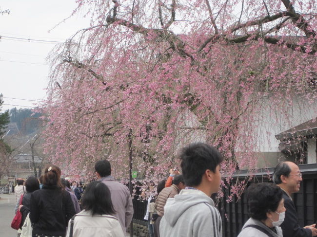 息子のバスケットの試合のため訪問した「みちのく小京都・角館」。<br />当然、角館散策は欠かせませんでしたね。<br />ちょうど桜の季節で、武家屋敷を見て回ったり、安藤醸造元に行って、ランチとしょうゆソフトクリームを食べてきました。