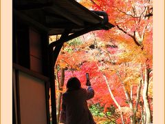 Solitary Journey［1294］鮮やかな色づき♪龍野公園・聚遠亭御涼所と庭園の紅葉＜岡山県閑谷・兵庫県龍野への車旅＞岡山県備前市