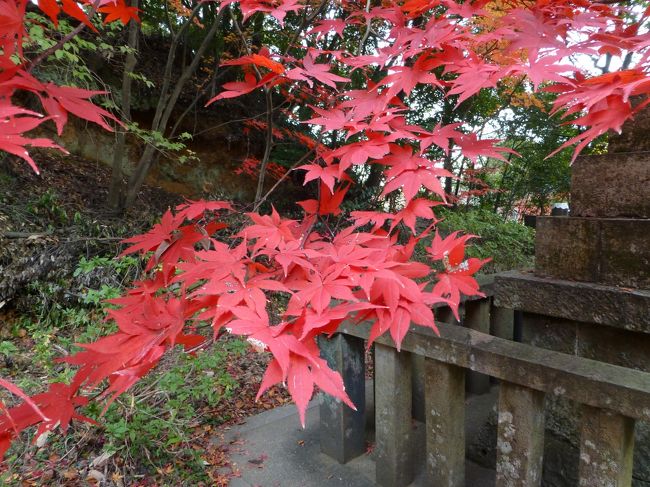 はっと気がついたらもう11月の後半、12月まであと幾日もない。<br />今年は紅葉を見にでかけていなかったわ。<br /><br />これからだんだんと寒くなると私もだんだんとコタツの奥にはいりっぱなしになる。<br />今のうちに紅葉を見に出かけよう。<br /><br />近場で名所はないかしら?<br />PCで調べたら、まだ行ったことがない場所がある。<br />電話をしてみると、見ごろだというではありませんか。<br />ではレッツ・ゴー