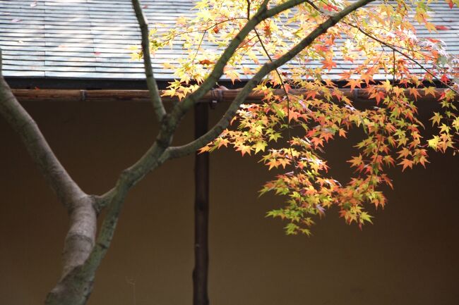 この日は、八幡市立松花堂美術館で開かれている「片岡鶴太郎展〜Ｎｏ Ｒａｉｎ， Ｎｏ Ｒａｉｎｂｏｗｓ」を鑑賞したあと、宇治で紅葉を楽しんできました。<br /><br />この日の行程<br />　八幡市　：　松花堂美術館、松花堂庭園<br />　宇治市　：　三室戸寺<br /><br />江戸時代以前の神仏習合の頃の石清水八幡宮の社僧であり、また、書、画、茶の湯に秀でた超一流の文化人でもあった昭乗は、住職を務めていた瀧本坊を弟子に譲り、泉坊に「松花堂」という小さな方丈を建て隠居生活に入ります。<br /><br />明治はじめに「神仏分離」が言われ、神と仏を分離する動きが起こったのを受け、松花堂と泉坊の客殿は転々と移転することになるのですが、１８９１年に現在地に移築されたものを、１９７７年に八幡町（現八幡市）が買い上げ、２００２年に松花堂美術館及び松花堂庭園としてオープンしました。<br /><br />ちなみに、この松花堂昭乗が、農家の種入れだった箱にヒントを得て、内部を田の字形に仕切った箱を作り、茶会での煙草盆や自らの絵の具箱として好んで使います。<br /><br />昭和の初め、日本料理「吉兆」の創業者、湯木貞一が「松花堂」の地を訪れた際、昭乗遺愛の「田の字形の箱」にいたく感じ入り、工夫を重ねた末、美しく料理が盛りつけられる弁当箱に仕立てます。<br /><br />この弁当箱に、煮物、焼き物、お造り、ご飯などを美しく盛りつけ、器の基を作った松花堂昭乗に敬意をはらって「松花堂弁当」と名付けて茶会の点心に出したのが始まりで、今では「松花堂弁当」はお弁当の代名詞にまでなっています。<br /><br />片岡鶴太郎さんは、数々の受賞歴を誇る名優としての側面と、絵画、陶芸、ガラスなどに才能を発揮する芸術家としての側面を併せ持った才能豊かな方で、片岡鶴太郎の名前を冠した美術館が各地に開館しています。<br /><br />今回開催されている「片岡鶴太郎展〜Ｎｏ Ｒａｉｎ， Ｎｏ Ｒａｉｎｂｏｗｓ」では、絵画、陶芸、ガラス、染め、屏風の作品が展示されています。