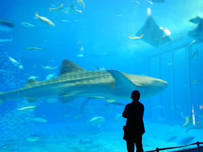 マイルで初沖縄☆離島まで行ってきました♪最終日は美ら海水族館など。