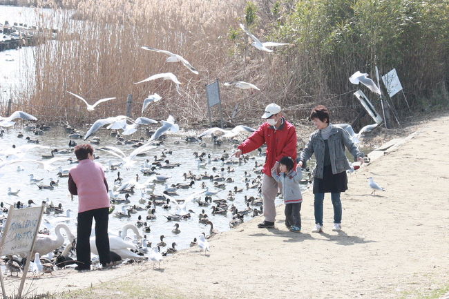 潮来市水原の「白鳥の里」でバードウォッチングを楽しみました。<br />今回は、水原では初めて観察されたマガンを見る事ができました。\(^o^)／<br />表紙写真は、白鳥の餌付けを楽しむ地元の人々です。<br /><br />※ 2017.02.05 位置情報登録