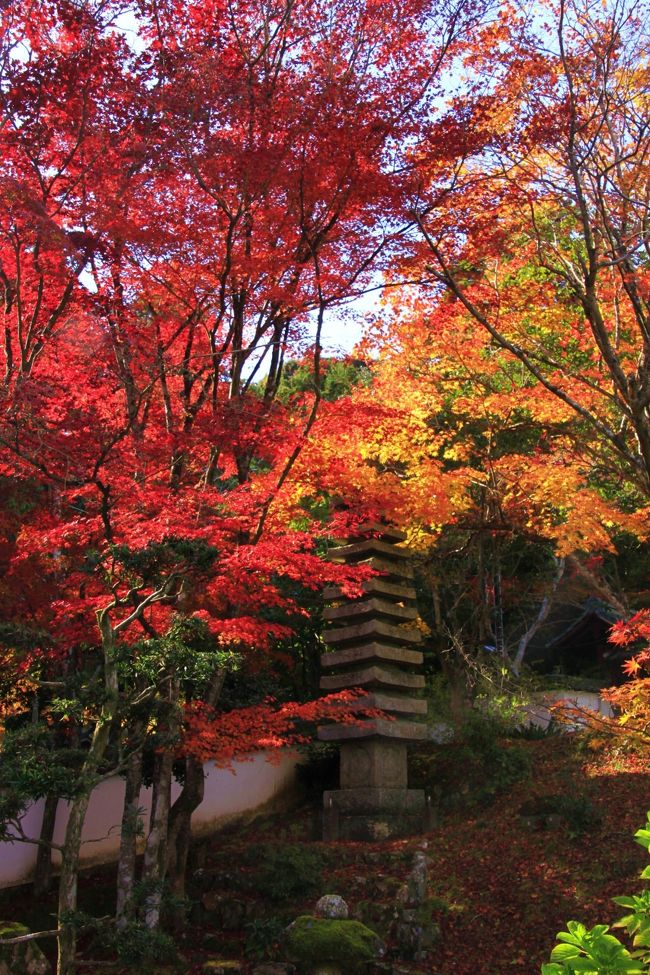 遅ればせながら2013年最後の紅葉旅記…。<br />荘厳寺と並び、西脇市内にある紅葉の名所は西林寺。四季折々にさまざまな花が咲き、「花の寺」としても知られていますが、参道を彩る最盛期の紅葉を見に行きました。