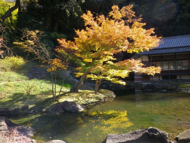 2013年の紅葉は色付きが良いようです。１１月27日、北鎌倉にもみじ狩と洒落て見ました。平日でも大混雑です。鎌倉人気は小町通り周辺だけではありませんでした。富士山もくっきりと見えたし、もみじも綺麗。１２月第一週位が見頃ですよ。写真は円覚寺のもみじ。池に映るもみじが素敵でした。