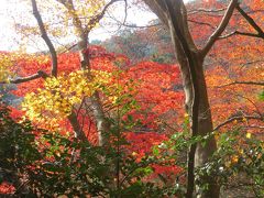 箕面、龍安寺と紅葉