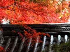 京都　光明寺　圧巻の紅葉と人手・・・