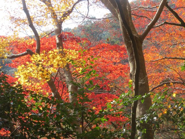 大阪を代表する紅葉の名所、また滝でも有名です<br />ご存知ですか、ここ箕面龍安寺は宝くじの発祥地です<br /><br />当時は富くじと呼ばれていました（ネットで調べる）<br /><br />天気は快晴、もみじ狩には最高でした<br />２，８km　の山間をテクテクのんびり歩き「マイナスイオン」タップリあびてきました<br /><br /><br /><br />表紙　　　　　　陽に照らされる紅葉<br /><br />