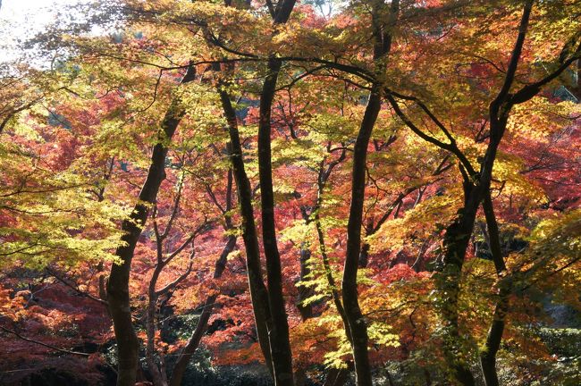 以前から雪舟の山水長巻を<br />見てみたいものだと思っていました。<br />紅葉の盛りに毛利博物館に行って来ました。<br />庭の紅葉が見ごろになりつつありました。