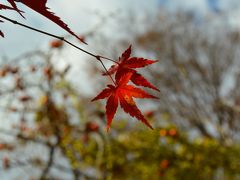 紅葉狩りへ：(1)耶馬溪＆宇佐唐揚げ編