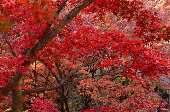 　近場の紅葉シーズンは終盤を迎え、2013年紅葉名所巡り旅行記もこれにて終了です。栃木県内の紅葉の名所では一番遅く色づく足利に出かけてきました。午前中は、市内中心部の鑁阿寺と足利学校を巡り、<br />（ http://4travel.jp/traveler/genpak/album/10835751/）<br /><br />午後は行道山浄因寺と織姫公園の一角にあるもみじ谷、さらに夕暮れまで粘って織姫神社から見る足利市の夜景まで撮影してきました。本編は午後の後半の部です。<br /><br />今年、巡った紅葉の名所の中では、一番印象深く見事であったのは、乗鞍エコーラインの紅葉でした。<br />（http://4travel.jp/traveler/genpak/album/10821374/）<br />千畳敷カールの紅葉もそれに劣らず美しい紅葉でした。<br />（http://4travel.jp/traveler/genpak/album/10820603/）<br />関東地方の紅葉は、度重なる台風の影響か、夏の猛暑の影響か定かではありませんが、例年に比べると若干鮮やかさに欠ける年だったかなという印象です。4travererの皆さんの旅行記を参考にして、来年もまた紅葉の名所巡りをしたいと思いつつ、2013年紅葉名所巡り旅行記を完了します。<br /><br />