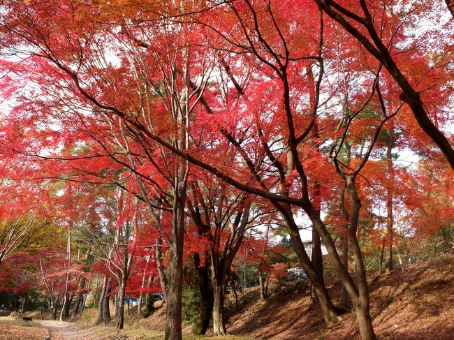 宝ヶ池公園に散歩に出掛けました。<br />朝方は随分冷え込んでいましたが、昼にはまだ日差しが温かく感じられました。<br />公園は錦秋の真っただ中。でもジョギングする人々、池の鳥たち、散歩する小梅。<br />誰も変わりありませんでした。<br />紅葉を楽しんだのは我々２人だけかも。