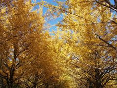 ２０１３紅葉　光が丘公園の紅葉