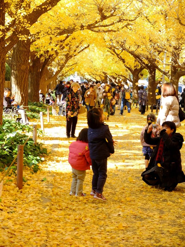 「神宮外苑いちょう祭り」が11/16~12/9まで開かれてと聞き、昨年より5日早く行ってきました。<br />いちょうの並木みちは上も下も黄色一色でした。<br /><br /><さんぽコース> <br /> 青山一丁目~「神宮外苑いちょう並木」~権田原~迎賓館前~<br /><br /> ホテルニューオータニ~ 赤坂見附