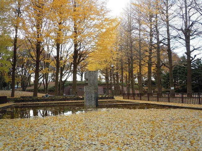 都心からちょっと離れると田園風景や木々に囲まれた並木道や雑木林との触れ合いがいっぱい！　私はそんなグリーンロードの一角、玉川上水の散歩道をまた歩いてきました。<br /> 西武国分寺線の「鷹の台駅」から西武多摩湖線「一橋学園駅」までのわずか３キロ弱の区間ですが、ここはグリーンロードの中でも一番お薦めの所、と言うより私好みの所です。<br />　鷹の台駅前に広がるスポーツ公園と小平市の中央公園、中央体育館は蚕糸試験所（国立か都立かは忘れました）の跡地に作られたもの、往時を偲ぶ銀杏並木がわずかですがそのままに残されています。<br />　この銀杏の落ち葉が公園内を敷き詰めてとてもきれいですよ。<br />　すぐに府中街道にぶつかりますが、そこを右に曲がると「下水道資料館」があります。<br />　さらに街道を渡り先に進むとSL機関車が食事を運んでくれることで有名な料亭「いろりの里」があり、ここは昔、一橋大学の予科があったところ、現在は放送大学のキャンバスとなっています。<br />　昨日はたくさんの方とすれ違いましたが、外国からの青年が、東屋風の休憩所で秋の日差しを浴びながら読書をしていたのは印象的でした。<br />　ここは１週間前はとてもきれいなモミジが見られたのですが、ほとんど色が深くなり、枯葉の季節が近いことを知らせてくれました。<br />　このグリーンロードのあるところは小平市と言うところで、西武新宿線の「花小金井」「小平」「東大和」駅から、西武国分寺線なら「鷹の台」「小川」駅より、西武多摩湖線だと「一橋学園」「萩山」駅から容易にアクセスできますからどこからでも入れます。<br />　その日の気分でどこから始めてどこで止めても良い周回コースですから自分のペースに合わせて自由にコースを決められるのがさらに良い。　　まさに癒しのグリーンロード、すごい魅力です。<br />　ちなみに周回コース上には次のような施設があります。<br />　　・彫刻界の巨匠：平櫛田中記念館（一橋学園駅）<br />　　・東京江戸博物館分室、東京江戸たてもの資料館（花小金井駅）<br />　　・郷土資料館→小平ふるさと村（花小金井駅）　　<br />　　・東京都科学博物館（花小金井駅）<br />　　・下水道資料館（鷹の台駅近く）　<br />　　・都立薬草園（東大和駅近く）<br />　　・ブルーベリーファーム（市内各所にあり、日本で最初にブルー　　　ベリーが栽培されたのは小平市です）　<br /><br />　　