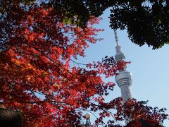 （商店街＋猫）＋（神社＋黄葉）×東京スカイツリー＝向島