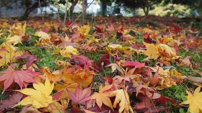 TVのニュースで、京都の紅葉だよりを見ました。<br />そう言えば、今年の秋は、珍しく京都へ行ってないなあ。<br /><br />そうや・・・京都へ行こう!<br /><br />というわけで、<br />今日は、お茶をしに、<br />宇治へ行ってみることにしました。<br />