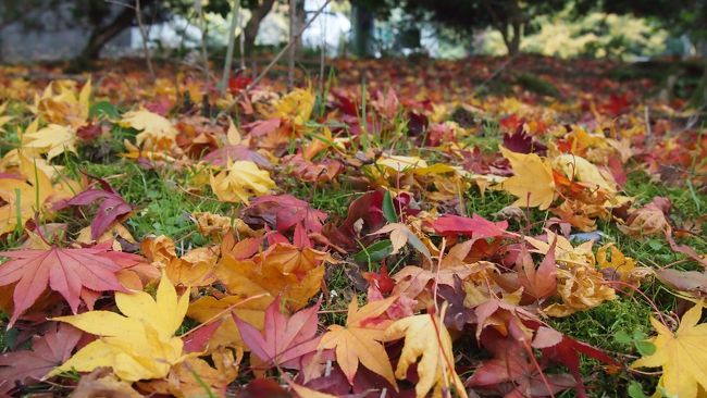 ＴＶのニュースで、京都の紅葉だよりを見ました。<br />そう言えば、今年の秋は、珍しく京都へ行ってないなあ。<br /><br />そうや・・・京都へ行こう！<br /><br />というわけで、<br />今日は、お茶をしに、<br />宇治へ行ってみることにしました。<br />