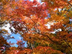 京都紅葉巡り・東福寺～泉湧寺編