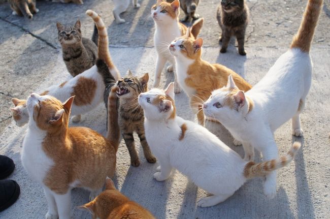 住民１５人に猫１００匹と言われる、猫密度の高い島　青島