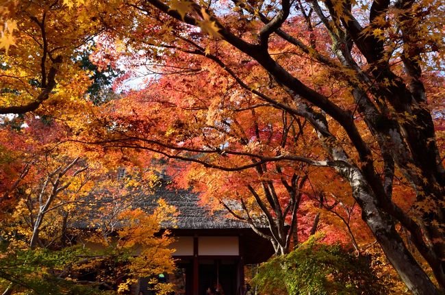 2周続けての紅葉巡りです。今回は嵐山に行ってきました(^_^)v<br />先週行ってからかなり冷え込みが続いたので紅葉まっ盛りでした(^O^)<br />今回は今まで嵐山の中で行っていなかった宝筺院と常寂光寺の紅葉を見てきました(*^^)v<br />ちなみに嵐山という地名の由来が紅葉の時期にモミジが風に吹かれて嵐の様に舞うことからついたと観光タクシーの運転手サンが言っておられました。