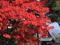 京都を歩く(181)　紅葉を踏みしめて…　晩秋の京都を切り撮る
