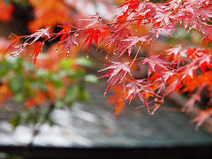 京都の紅葉めぐり（と、食べ物たち）