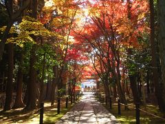 京都の紅葉巡り2013　その（3）