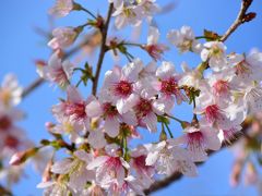 2013年12月1日　熱海親水公園のヒマラヤ桜が綺麗に咲いています