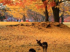 奈良　晩秋の奈良公園